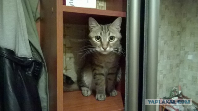 Котовторник