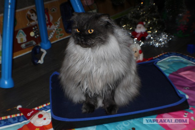 Котовторник 22.12.2015