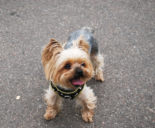 Как нашли собаку