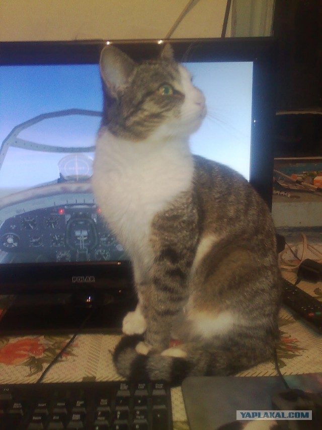 Котовторник 16.02.16