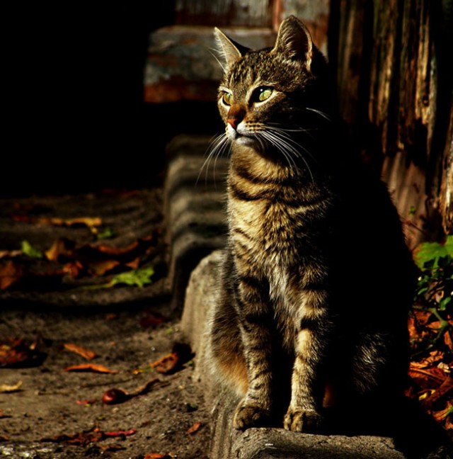 Коты, кошки, котята