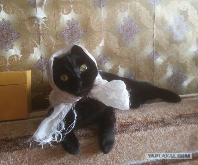 Котовторник 12.04