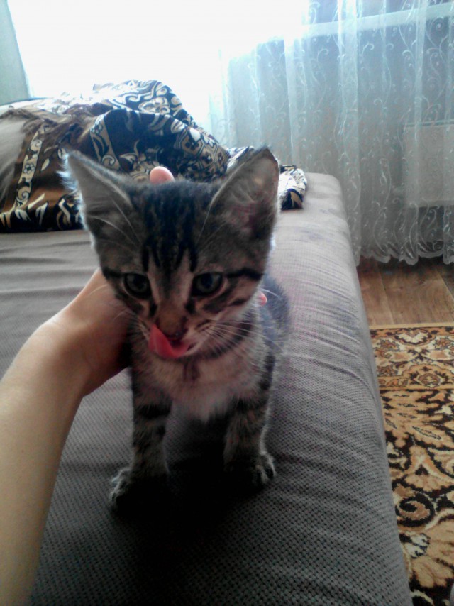 Котовторник 03.05.2016