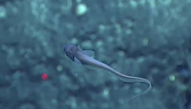 Началась онлайн-трансляция происходящего в самом глубоком месте Земли