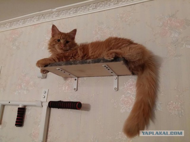 Котовторник 07.06.2016
