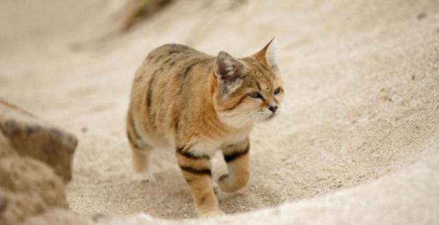 Песчаных котов впервые за 10 лет увидели в ОАЭ