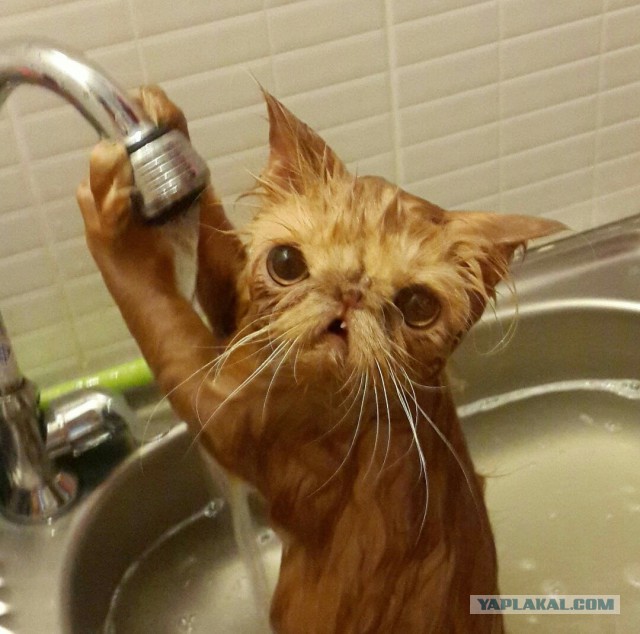 Коты из сети