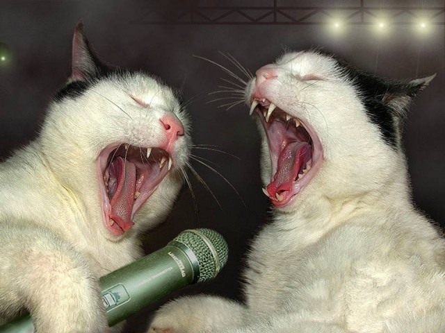 Коты из сети