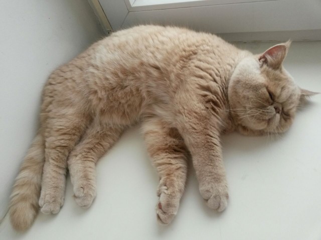 Котовторник  31.01.2017