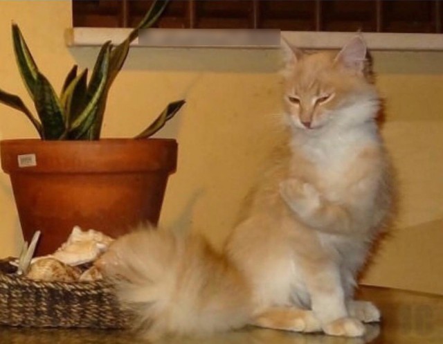 Коты и Кошки