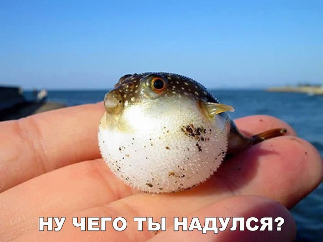 Подборка забавных животных