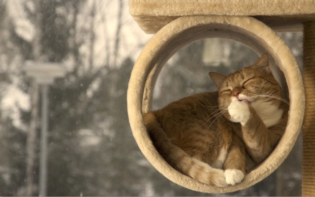 Коты и Кошки