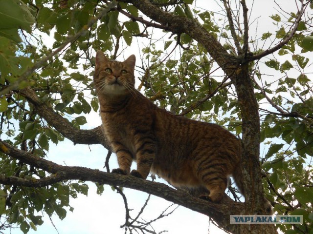 Жизнь домашнего приюта для котеек 176