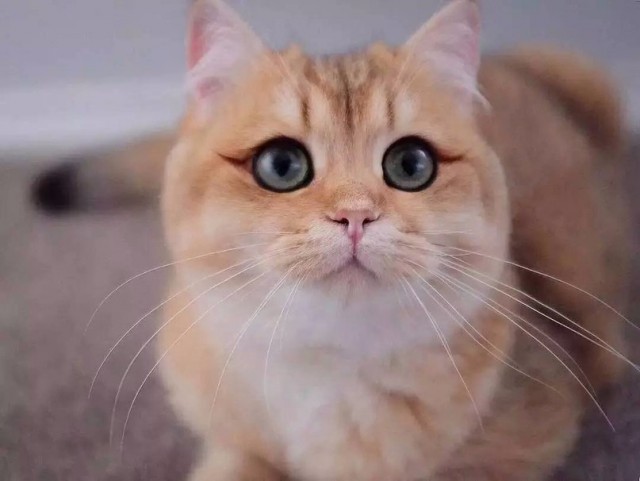 Коты и Кошки