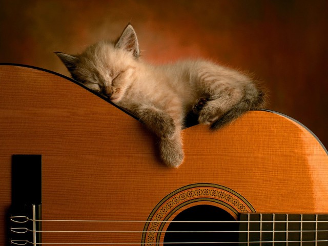 Коты и Кошки