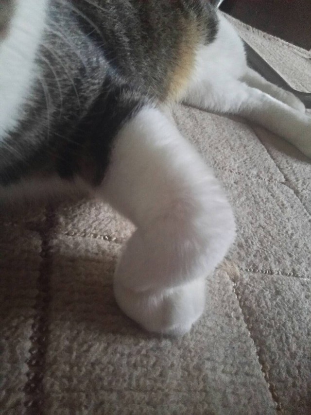 Коты и Кошки