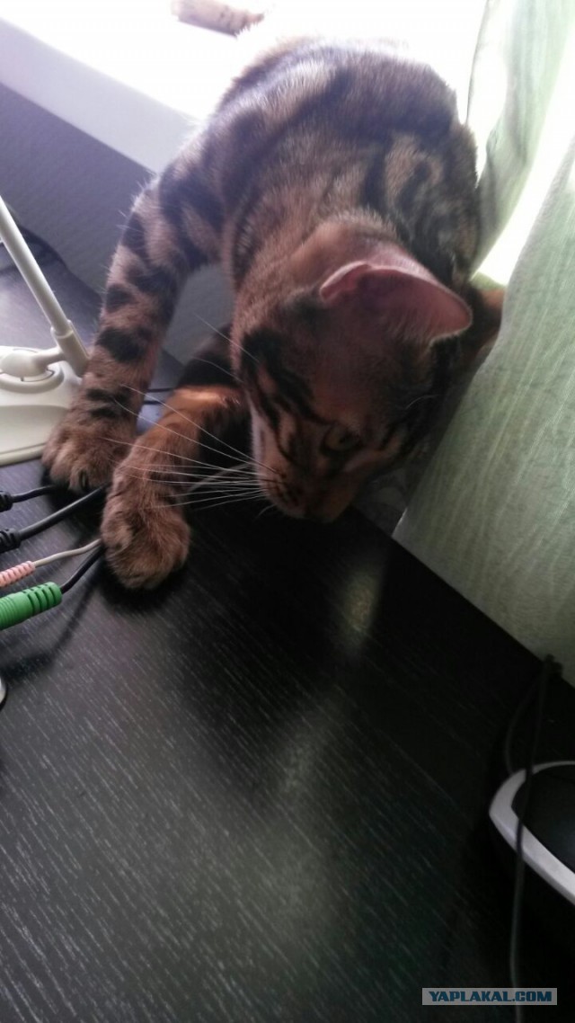 Когда повезло с котом.