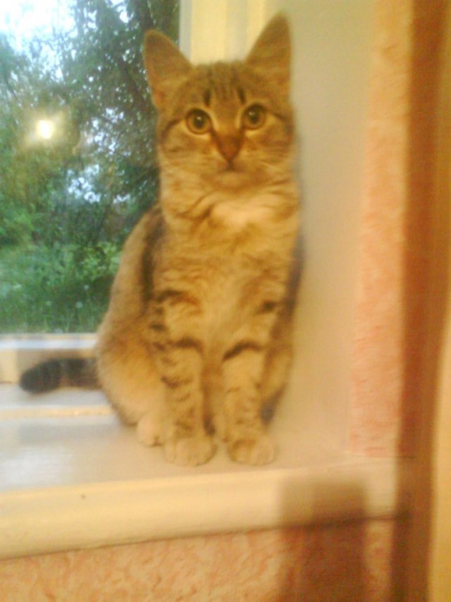 Коты и Кошки