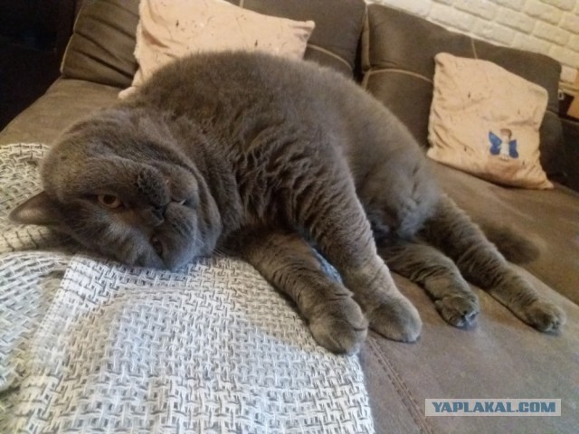 Котовторник  14.11.2017