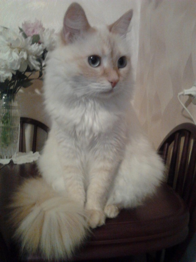 Коты и Кошки