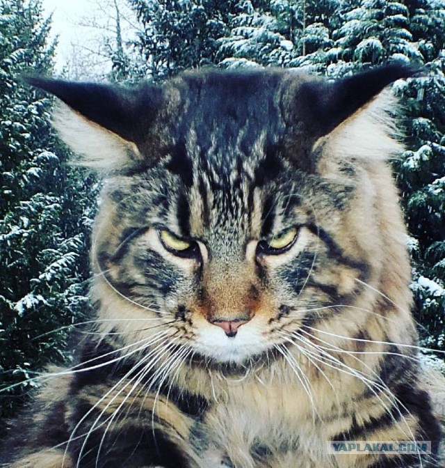Котовторник  05.12.2017