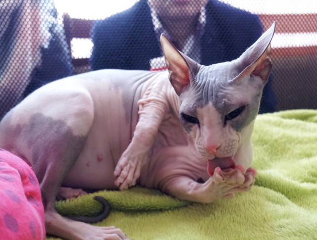 Котовторник  06.03.2018