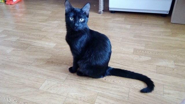 Котовторник 13.03.2018