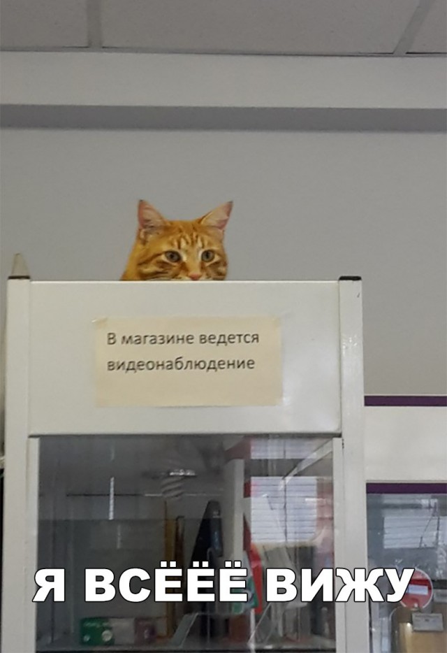 Фотобомбы котов