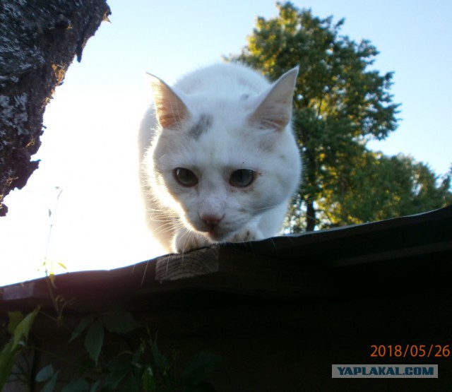 Котовторник 29.5.18