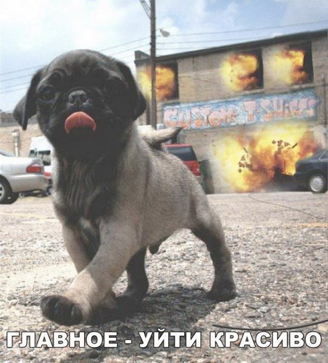 Картинки по-приколу