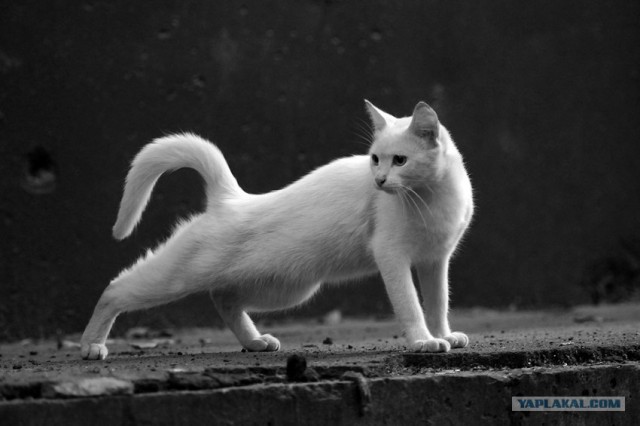 Котовторник (06.01)