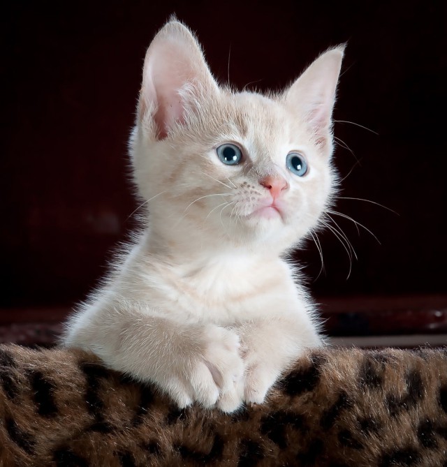 Немного милоты
