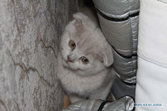 Котовторник - С праздником, котоводы!