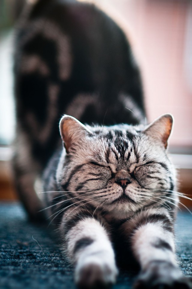Прикольных котов пост