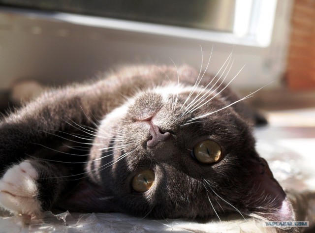 Котовторник! 11.10.11