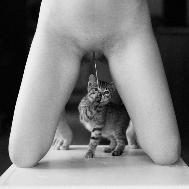 Кот лижет пизду