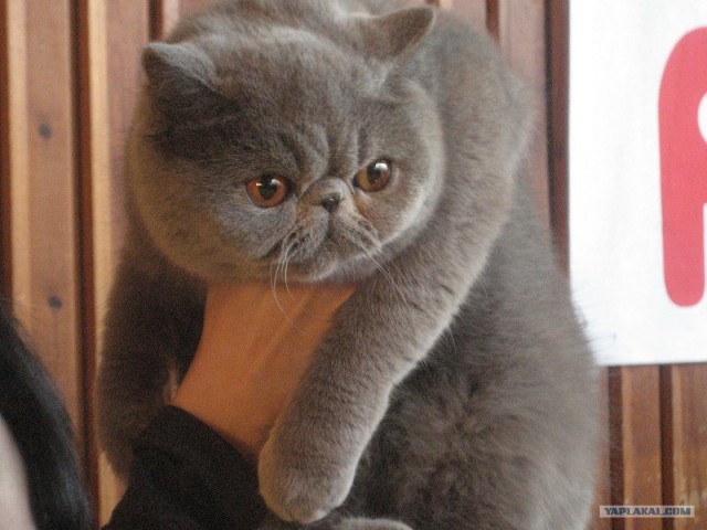 Какое купание?! Сердца у вас нет...