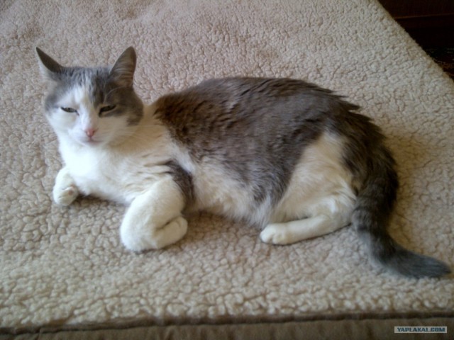 Котовторник 20.03.2012