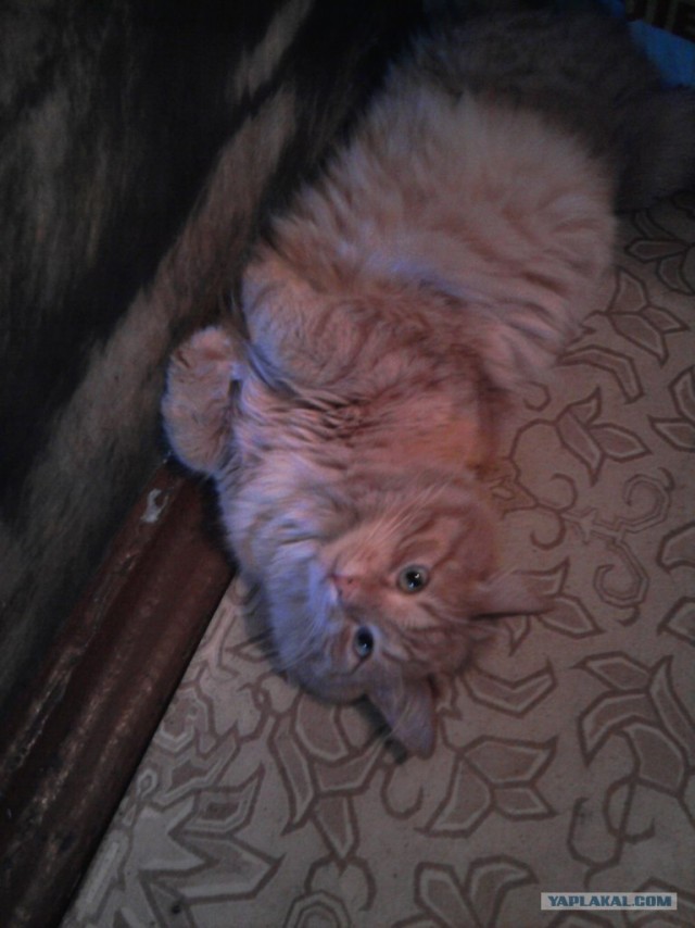 Котовторник  12. 06. 2012