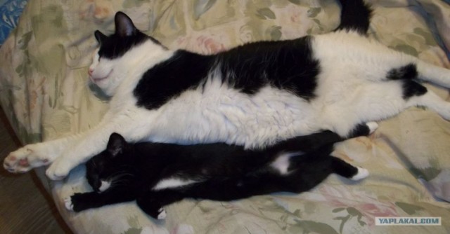 Котовторник 11.09.2012
