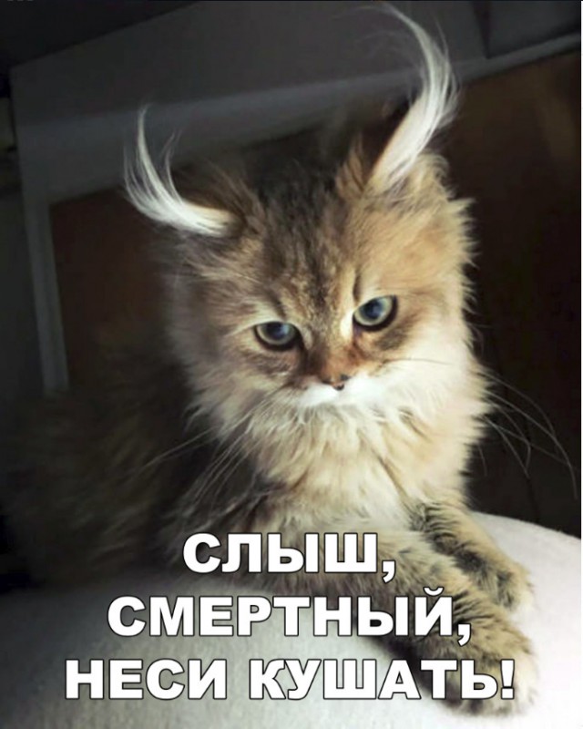 Забавные фото котеек