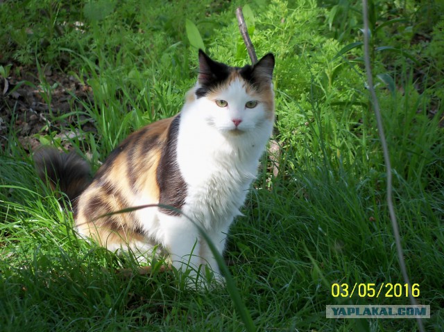 Трехцветное счастье