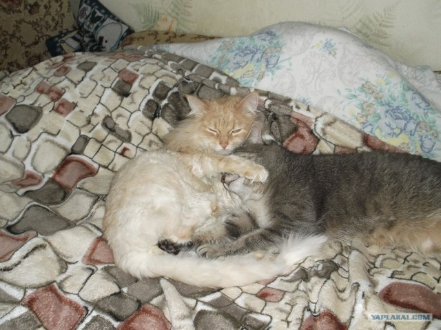 Котовторник 30.10.2012