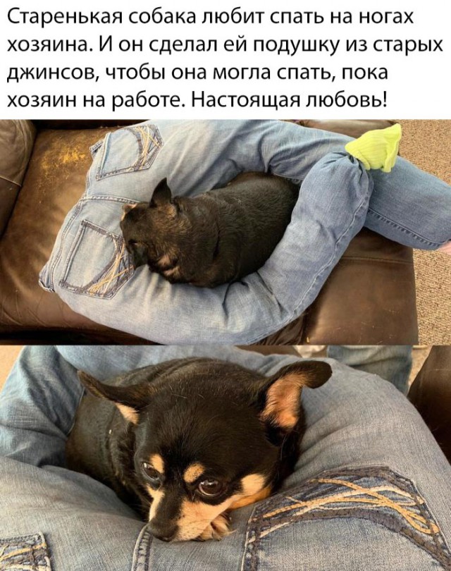 Живность из сети