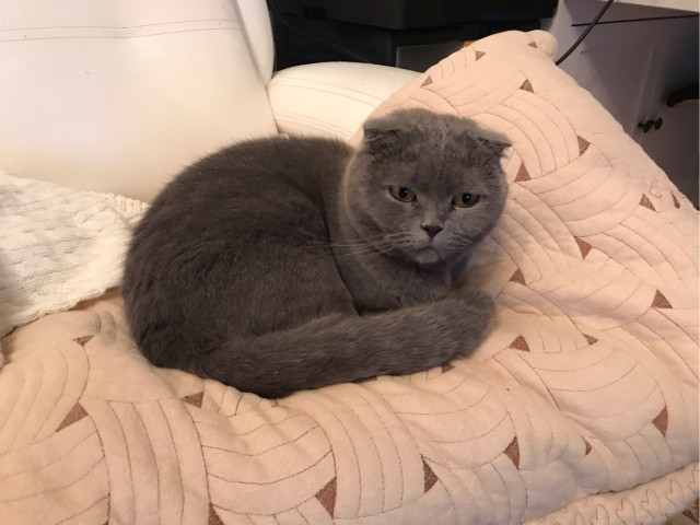 ̶К̶о̶р̶о̶н̶  Котовторник!