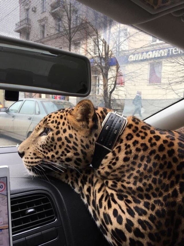 Забавные животные
