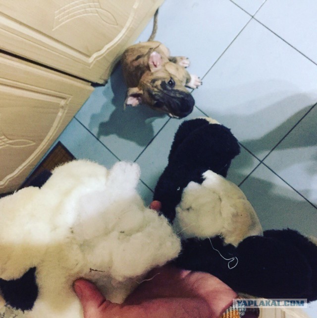 К собакочетвергу