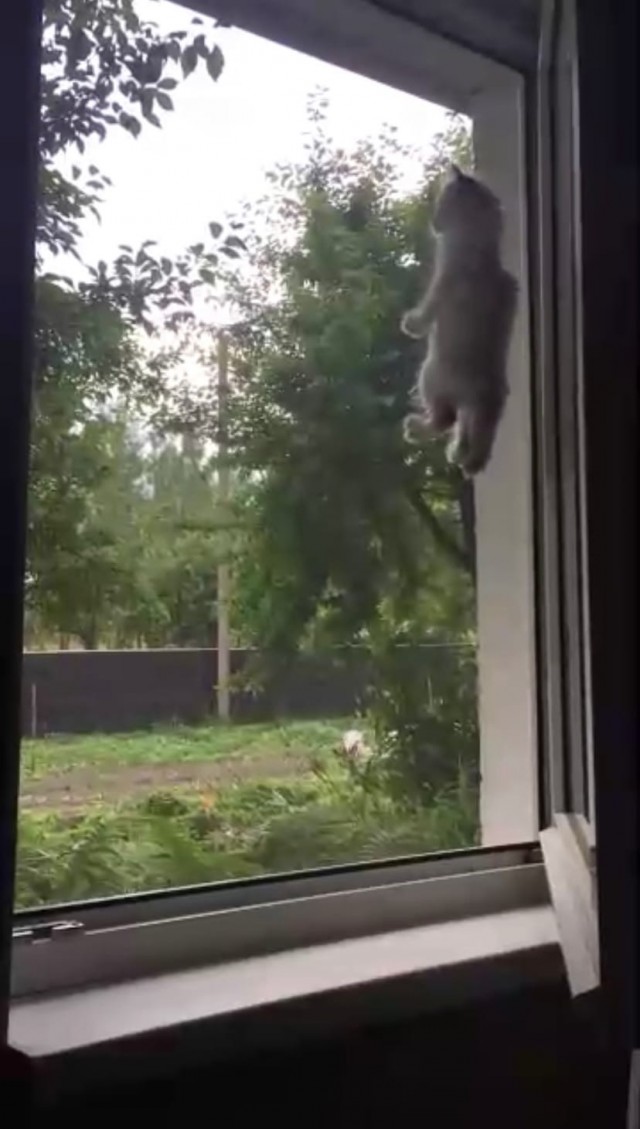 Эти забавные животные
