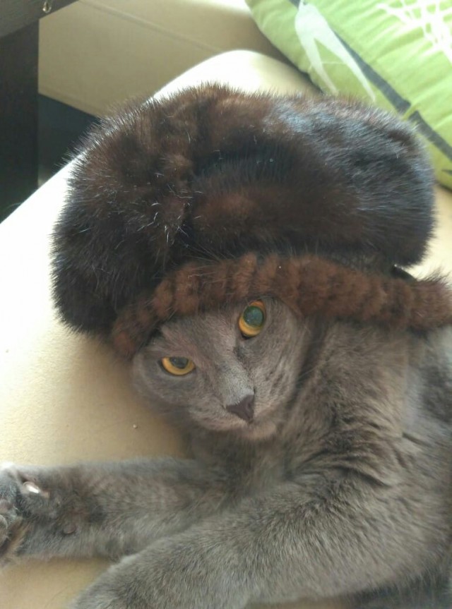 По просьбам в теме ниже. Реальный котовторник!