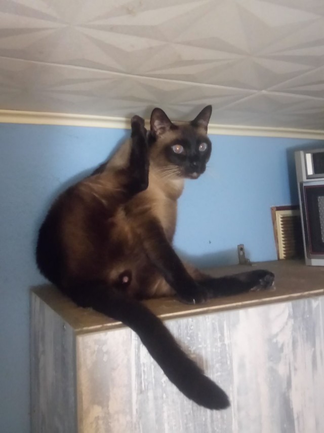 Котаны со странностями